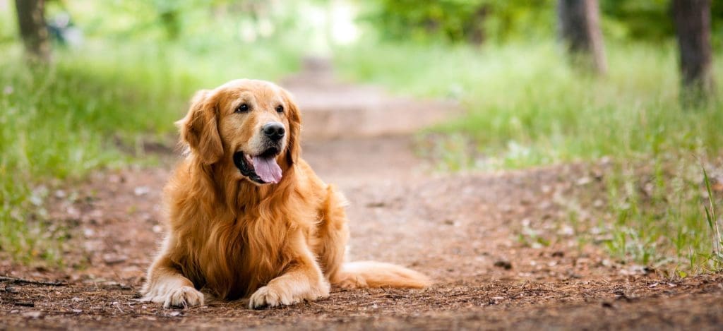 slider-1 - Cumberland Animal Hospital - Veterinarian in Fayetteville, NC slider-1