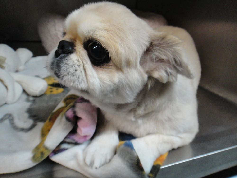 dsc03150 - Cumberland Animal Hospital - Veterinarian in Fayetteville, NC dsc03150