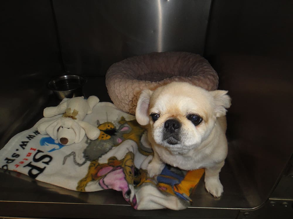 board - Cumberland Animal Hospital - Veterinarian in Fayetteville, NC board