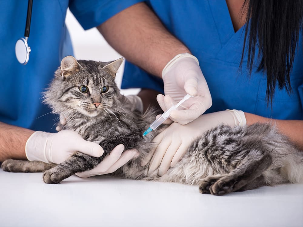 vacc - Cumberland Animal Hospital - Veterinarian in Fayetteville, NC vacc