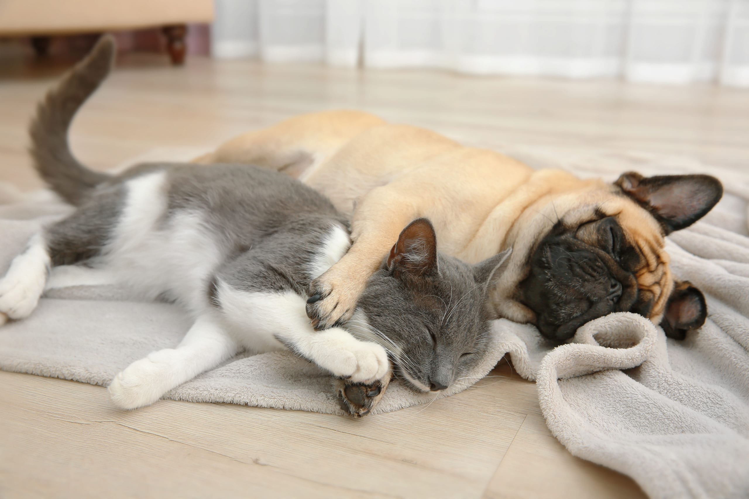 Adorable pug and cute cat lying together on plaid