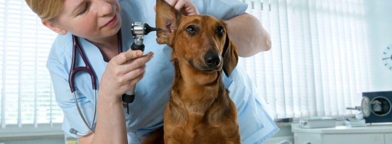 Veterinarian doctor making check-up of a dachshund