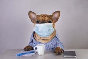 french bulldog in medical mask at workplace during pandemic
