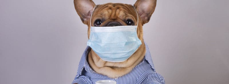 french bulldog in medical mask at workplace during pandemic