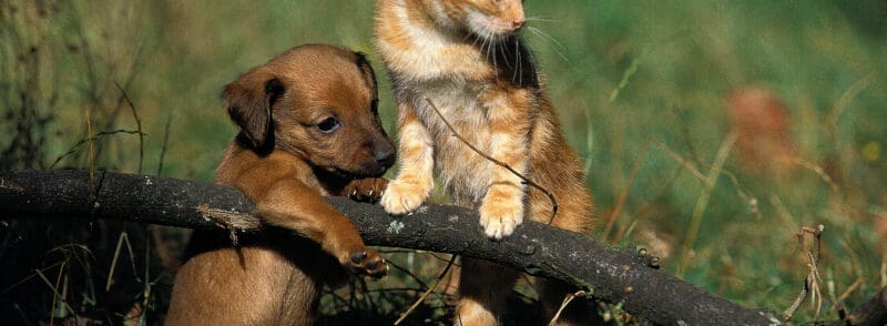 CHIEN ET CHAT
