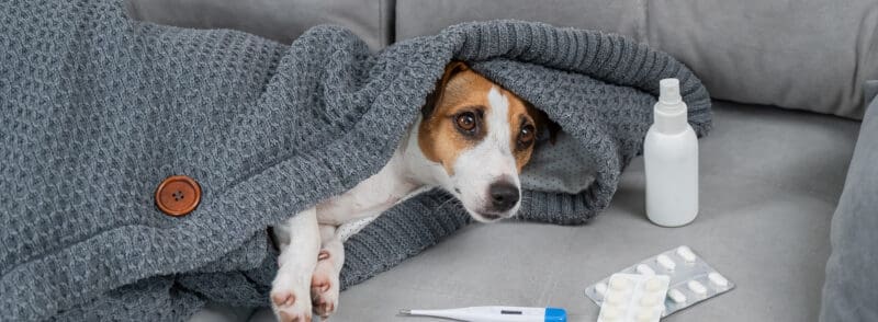 Jack Russell Terrier dog is sick lying on the sofa wrapped in a blanket